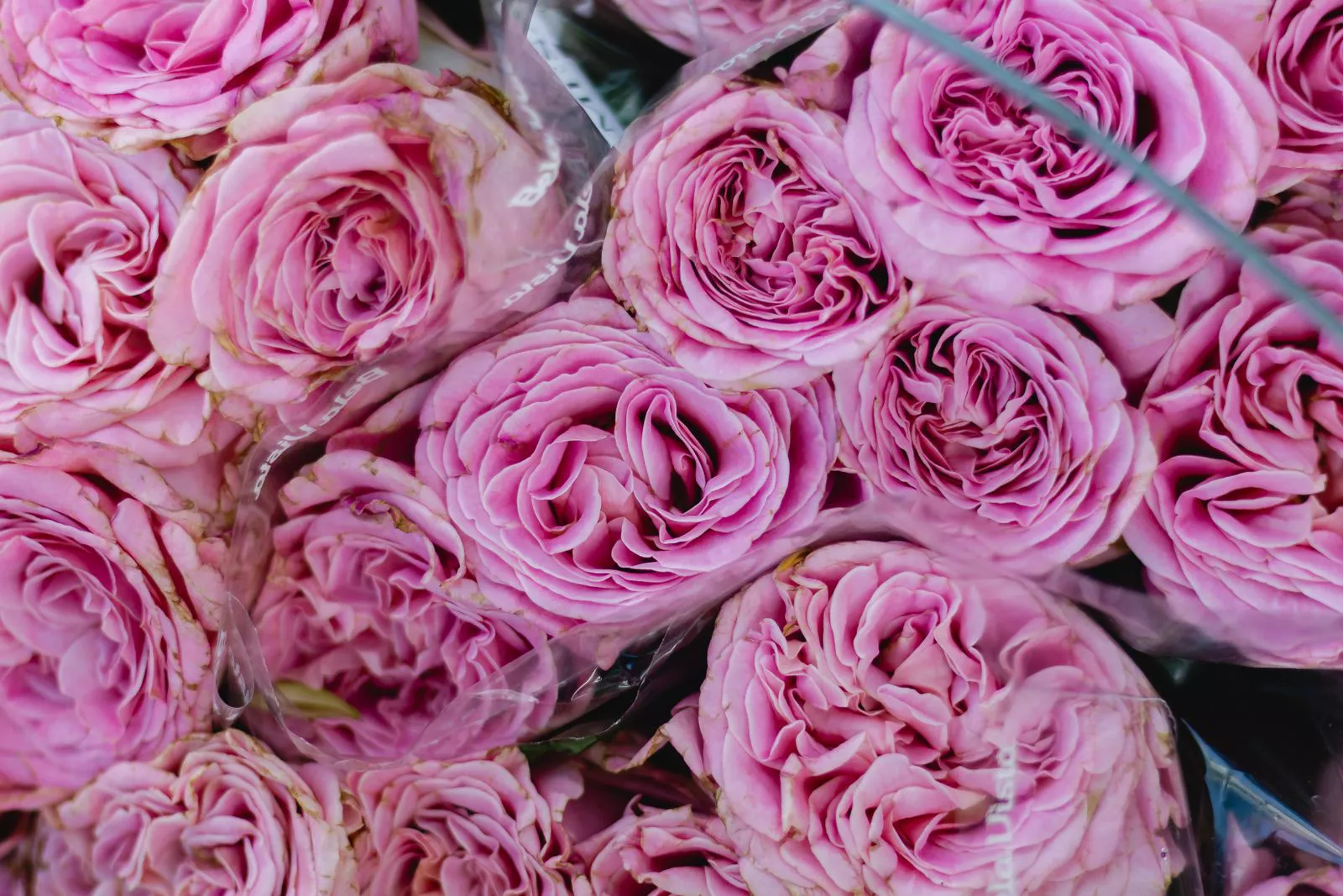 Bouquet